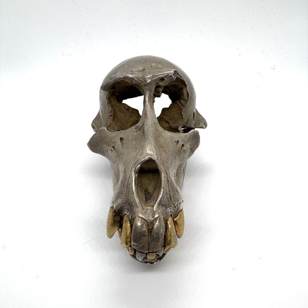 Parts of Four Monkey Skull
